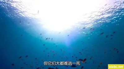 我的小确幸剧照2
